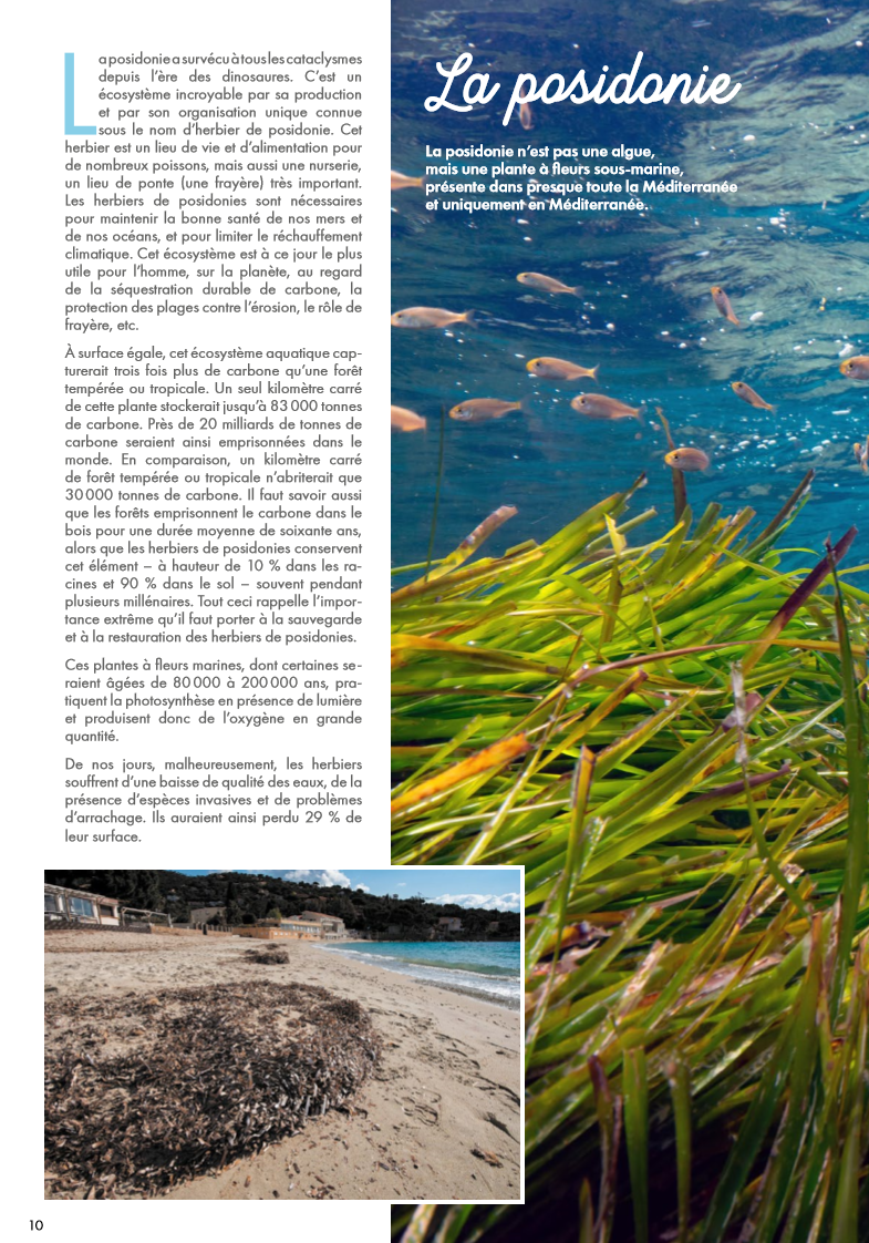 posidonie bormes port plaisance mouillage environnement