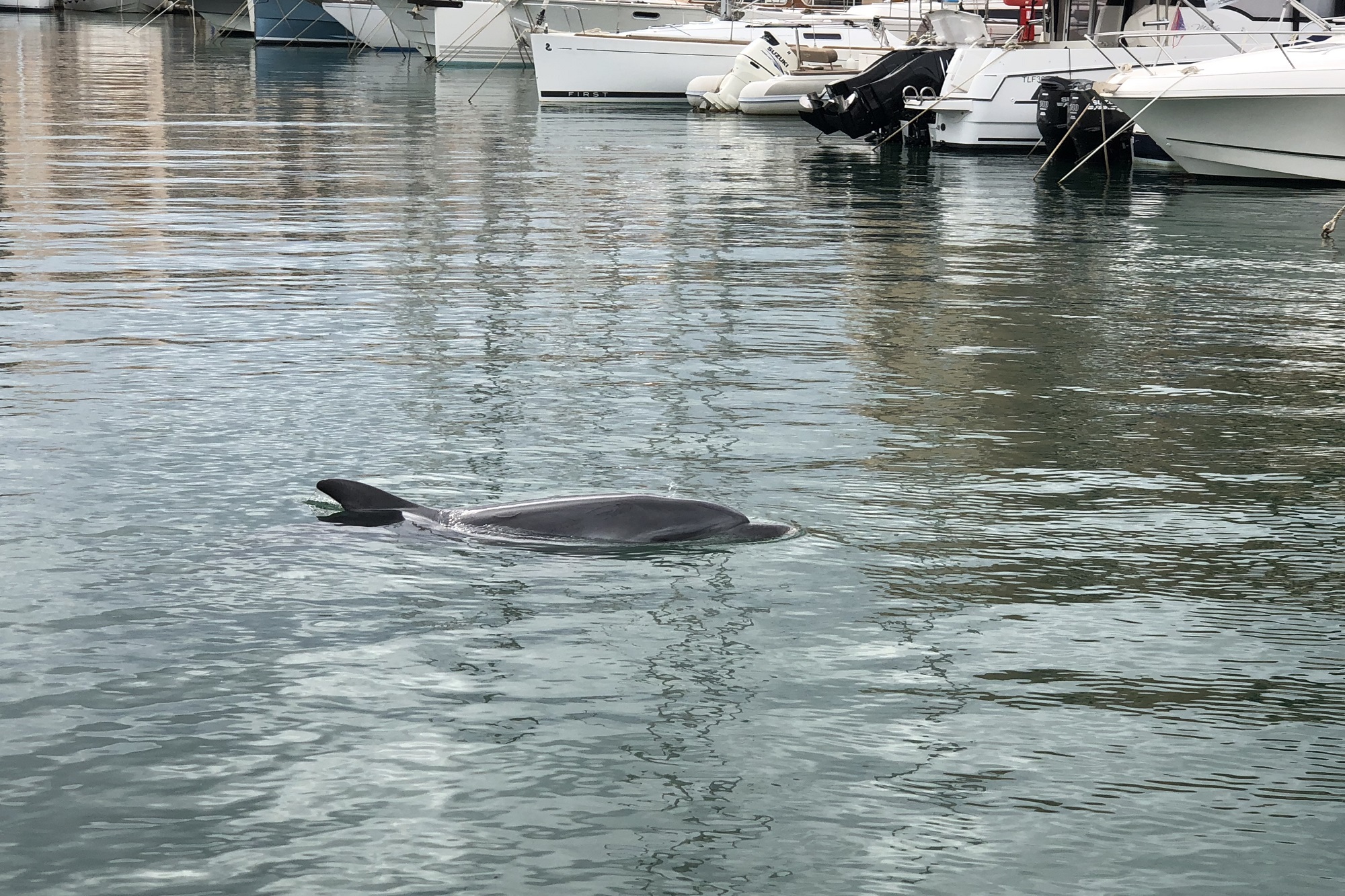 nautisme professionnels contact bormes port